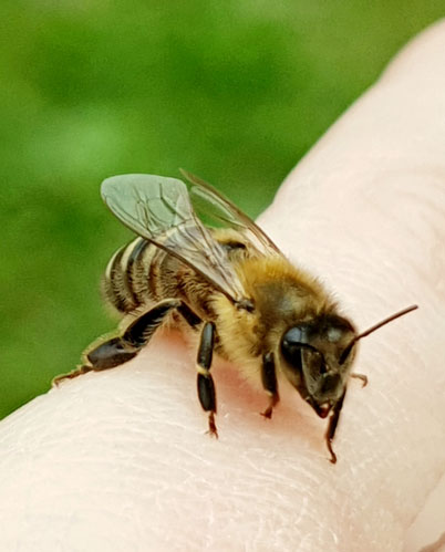 Bild einer Honigbiene