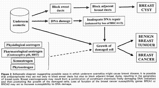 Abbildung: Hypothese: Paraben als Tumormotor