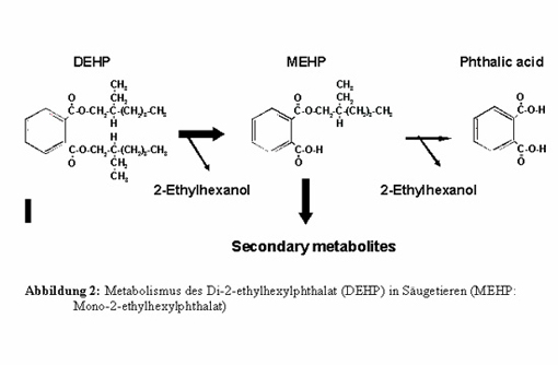 Metabolismus des Di-2-ethylhexylphthalat (DEHP) in Säugetieren (MEHP: Mono-2-ethylhexylphthalat)