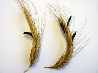 Abbildung 1 zeigt Getreideähren, die mit Mutterkorn befallen sind. Die Mutterkörner setzen sich durch die dunkle Farbe und die längere Form von den gesunden Getreidekörnern ab.