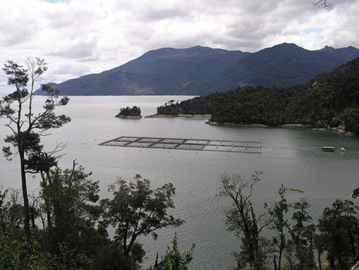Abbildung 3: Aufnahme einer Bucht an der chilenischen Pazifikküste mit bewaldeten Bergen im Hintergrund: Im Zentrum des Bildes befinden sich im Meer zwölf rechteckige Netzgehege, in zwei Reihen à sechs Stück nebeneinander angeordnet