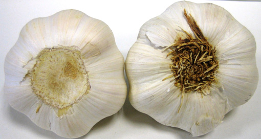 Bild zweier Knoblauchknollen: Links: ausgeschabter Wurzelboden, Rechts: Wurzelboden im Naturzustand