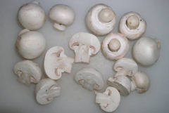 Laborfoto: Frische weiße Champignons mit hellrosa Lamellen mit oberflächlichen, leichten bräunlichen Verfärbungen
