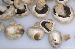 Laborfoto: Überlagerte weiße, weiche Champignons mit braunen Flecken auf der Hutoberseite, geöffnet, mit schwarzen Lamellen