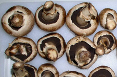 Laborfoto: Verdorbene braune Champignons mit braunen Stielenden, feucht, weich (geöffnete Pilze) mit schwarzen Lamellen