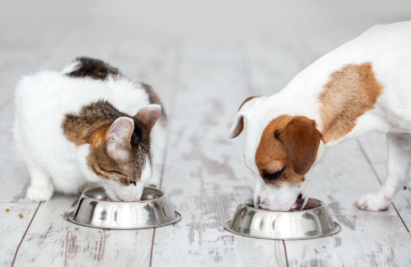 Ein Hund und eine Katze fressen aus zwei silbernen Näpfen.