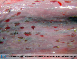 Schlund eines Rindes mit den für Mucosal Disease typischen Erosionen.