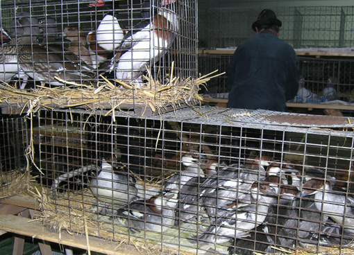 Foto eines überfüllten Vogelkäfigs