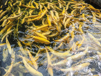 Fischschwam in Auakultur
