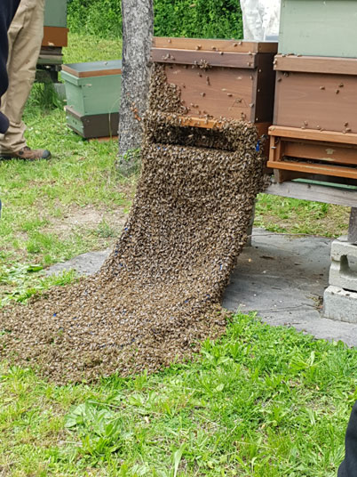 das Bild zeigt ein offenes Kunstschwarmverfahren bei den Bienen.
