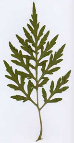 Foto eines Zweiges von Ambrosia artemisiifolia mit Blättern