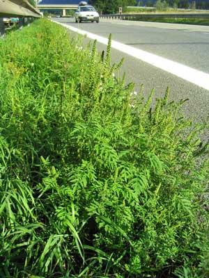 Ambrosia artemisiifolia Pflanze am Straßenrand
