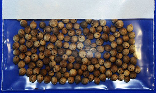 Die Abbildung zeigt Korianderfrüchte mit Schädlingsbefall. Die Früchte weisen Fraßlöcher auf, die auf einen vorhergegangenen Befall mit Schadinsekten hindeuten