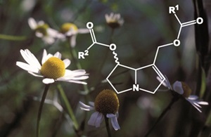 Kamille und die chemische Grundstruktur von Pyrrolizidinalkaloiden