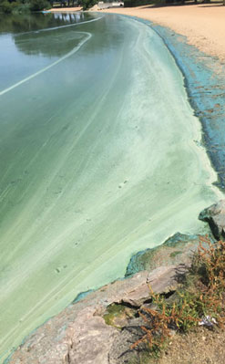 Foto eines mit Blaualgen belasteten Gewässers
