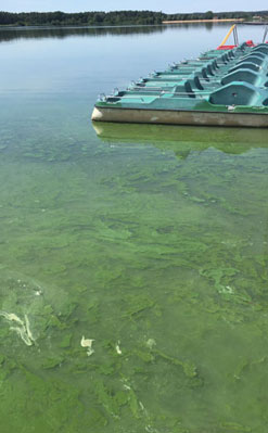Foto eines mit Blaualgen belasteten Gewässers