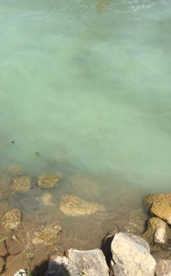 Foto eines mit Blaualgen belasteten Gewässers