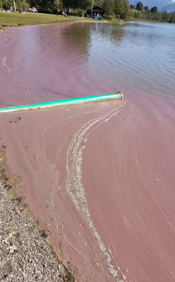 Foto eines mit Blaualgen belasteten Gewässers
