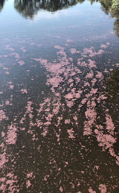 Foto eines mit Blaualgen belasteten Gewässers