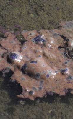 Foto eines mit Blaualgen belasteten Gewässers