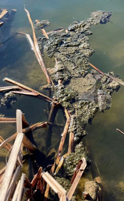 Foto eines mit Blaualgen belasteten Gewässers