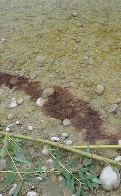 Foto eines mit Blaualgen belasteten Gewässers