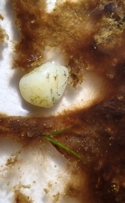 Foto eines mit Blaualgen belasteten Gewässers