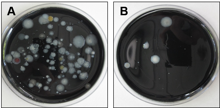 Die Abbildung zeigt zwei Kulturplatten, auf die recyceltes Wasser aus einer Fahrzeugwaschanlage ausplattiert wurde. Die Platten wurden für 7 Tage bei 36 °C inkubiert. Auf Platte A wurde die Probe direkt ausplattiert; hier sind viele Kolonien unterschiedlicher Mikroorganismen zu sehen. Platte A ist stark überwachsen und ein Nachweis von Legionellen schwierig. Platte B zeigt nur wenige Kolonien. Hier wurde ein Großteil der in der Wasserprobe vorkommenden Begleitflora erfolgreich durch eine Behandlung der Probe mit Wärme von 50 °C über 30 Minuten abgetötet.