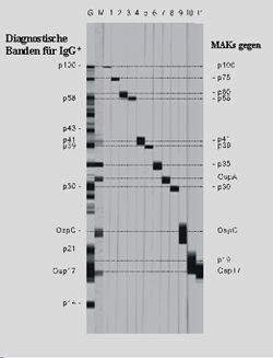 Immunblot