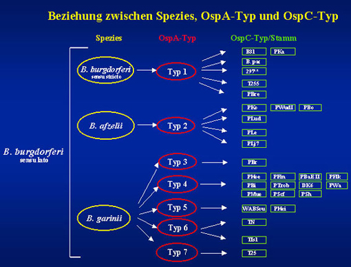 Beziehung zwischen Spezies, OspA Typ und OspC Typ