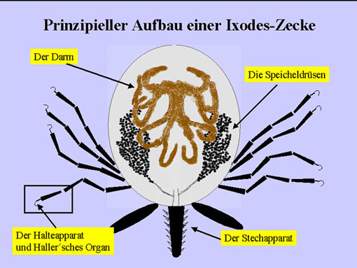 Prinzipieller Aufbau einer Ixodes Zecke. Hervorgehoben: Speicheldrüsen, Darm, Stechapparat, Halteapparat und Hallersches Organ