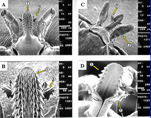 Stechapparat:* Ansicht von ventral (A,B) und dorsal (C, D). Hypostom (1), Pedipalpen (2), Cheliceren (3)