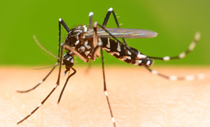 Stechmücke der Gattung Aedes