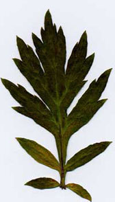 Foto eines Zweiges von Artemisia vulgaris mit Blättern
