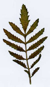 Foto eines Tagetes-Zweigs mit Blättern