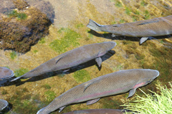 Das Bild zeigt von obeb fotografierte Forellen, die in klarem Wasser schwimmen.