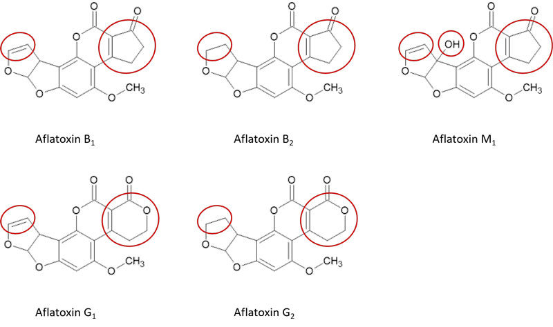 chemische Struturformeln von Aflatoxin B1, B2,M1, G1 und G2