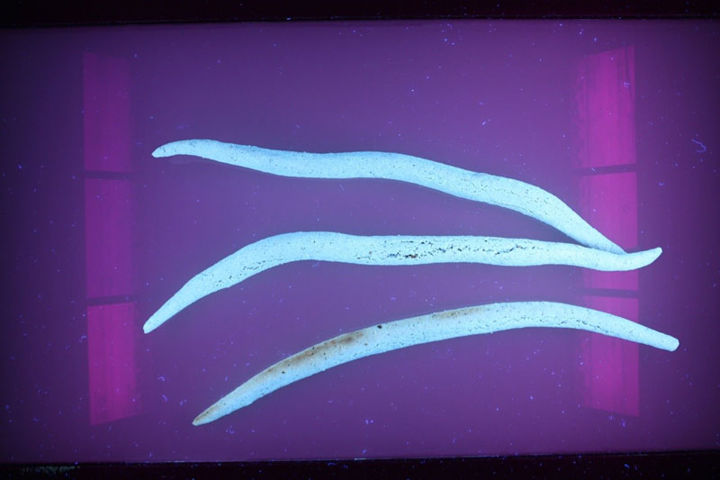 Stangen aus Erdnussmehl, die auf Grund des hohen Gehaltes an Aflatoxinen im UV-Licht fluoresziern; Hintergrund: royalblau, Stengel: hellblau