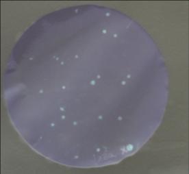 Bild einer bläulich gefärbten Membran (Zellulosemembran) mit vereinzelten helleren Punkten (stx-positive Kolonien), die sich vom Hintergrund abheben