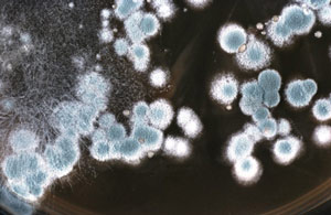 Schimmelpilzkultur in einer Petrischale