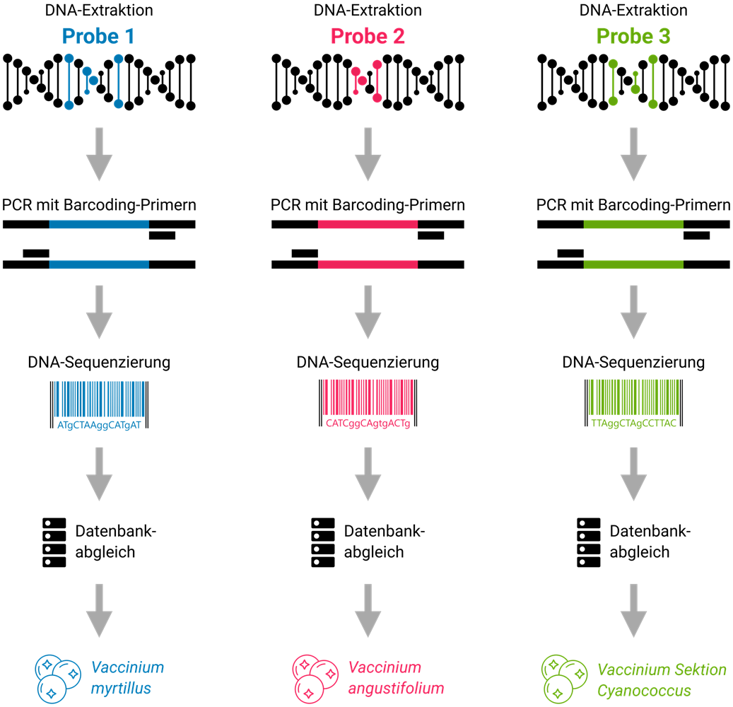 Die Abbildung zeigt schematisch den Untersuchungsablauf bei der Differenzierung von Wald- und Kulturheidelbeeren. Die DNA wird aus der Probe isoliert. Anschließend wird diese DNA mittels PCR vervielfältigt und anschließend die DNA-Sequenz des Produkts bestimmt. Diese Sequenz wird mit Einträgen von Sequenzdatenbanken verglichen und so die Heidelbeerart bestimmt.