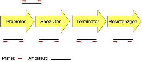Abbildung: Nachweis des Übergangsbereiches vom Promotor in das spezifische Gen - Erläuterung siehe nachfolgenden Text