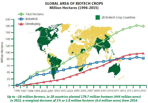 Das Balkendiagramm zeigt den weltweiten Anbau gentechnisch veränderter Kulturpflanzen in den Jahren 1996 bis 2011 in Millionen Hektar. Die Gesamtanbaufläche ist nach amerikanischen Schätzungen von 1,7 Millionen Hektar in 1996 auf über 175 Milliionen Hektar in 2013 gestiegen.