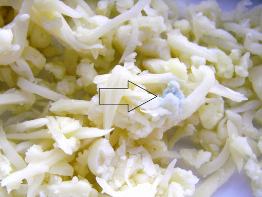 Mikroskopaufnahme: geriebener Käse mit Wachstum von Schimmelpilzen der Gattung Penicillium
