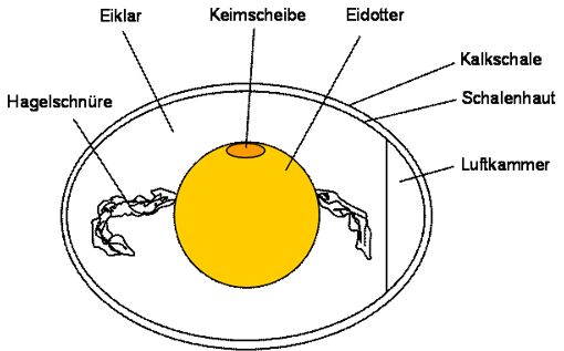 Die Abbildung zeigt schematisch den Aufbau eines rohen Hühnereis im Querschnitt. Nach Außen wird das ovale Ei durch die Kalkschale abgeschlossen. Nach innen folgt der Kalkschale die Schalenhaut. An einem Ende des Eies befindet sich eine Luftkammer. In der Mitte des Eies liegt in runder Form der Eidotter, auf dem sich elipsenförmig die Keimscheibe befindet. Ausgehend vom Eidotter verlaufen zu beiden Seiten längliche, weiße Gebilde, die so genannten Hagelschnüre. Der Eidotter ist vom Eiklar umgeben.