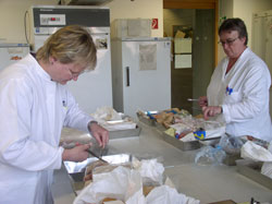 Fleischprobe wird entnommen