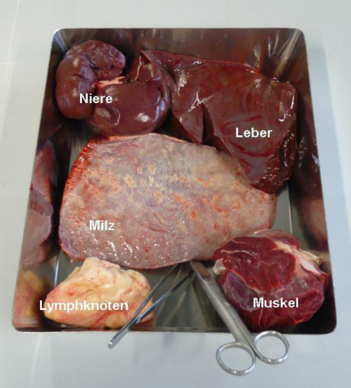 man sieht eine Metallschale mit Teilen von Niere, Leber, Milz, Muskel und Lymphknoten vom Rind, daneben liegen eine sterile Pinzette und Schere für den Untersucher bereit. An den Organen sind im vorliegenden Fall keine besonderen Auffälligkeiten zu erkennen.