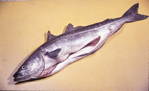 Das Bild zeigt einen ausgenommenen Lachs