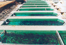 Abbildung 2: Mehrere hintereinander angeordnete eckige Aufzuchtbecken, von denen jedes zahlreiche Lachssetzlinge enthält
