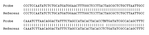 Es sind je zwei Reihen der Grossbuchstaben C, A, T und G in einer bestimmten Reihenfolge dargestellt. Die Buchstaben stehen für die Basen Cytosin, Adenin, Thymin und Guanin, aus denen die DNA mit aufgebaut ist und die für die Codierung verantwortlich sind. Die abgebildete Reihenfolge entspricht der Abfolge für Seeteufel (Lophius piscatorius). Man kann erkennen, dass die Buchstaben in der Probenreihe dieselbe Abfolge haben wie in der Reihe des Referenzmaterials, was bedeutet, dass es sich um die gleiche Fischart handelt.